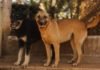 Pouso Alegre: Canil municipal tem mais de 100 animais à espera de um novo lar