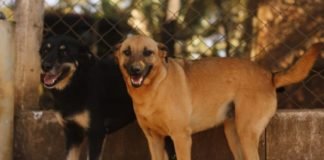 Pouso Alegre: Canil municipal tem mais de 100 animais à espera de um novo lar