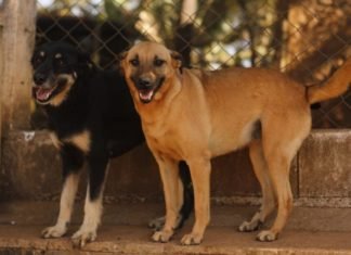 Pouso Alegre: Canil municipal tem mais de 100 animais à espera de um novo lar