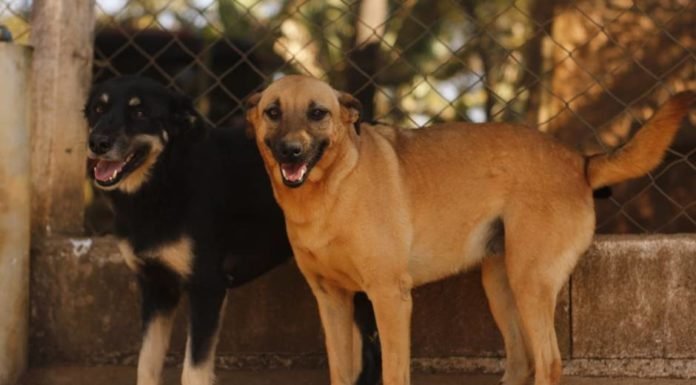 Pouso Alegre: Canil municipal tem mais de 100 animais à espera de um novo lar
