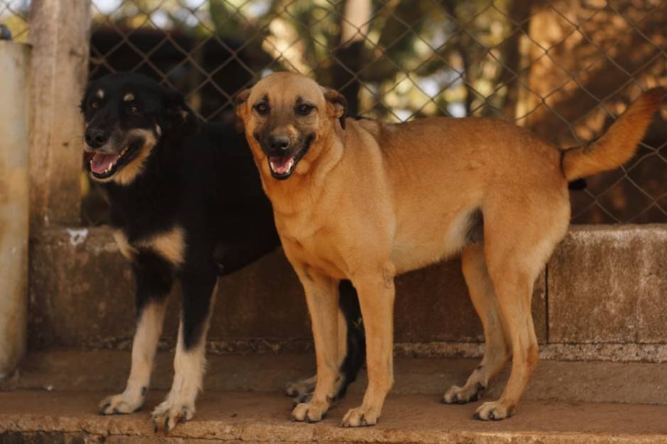 Pouso Alegre: Canil municipal tem mais de 100 animais à espera de um novo lar