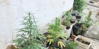 Casal é preso com plantação de maconha no quintal de casa, em Ouro Fino