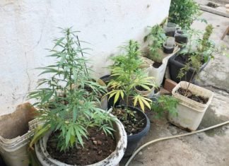 Casal é preso com plantação de maconha no quintal de casa, em Ouro Fino