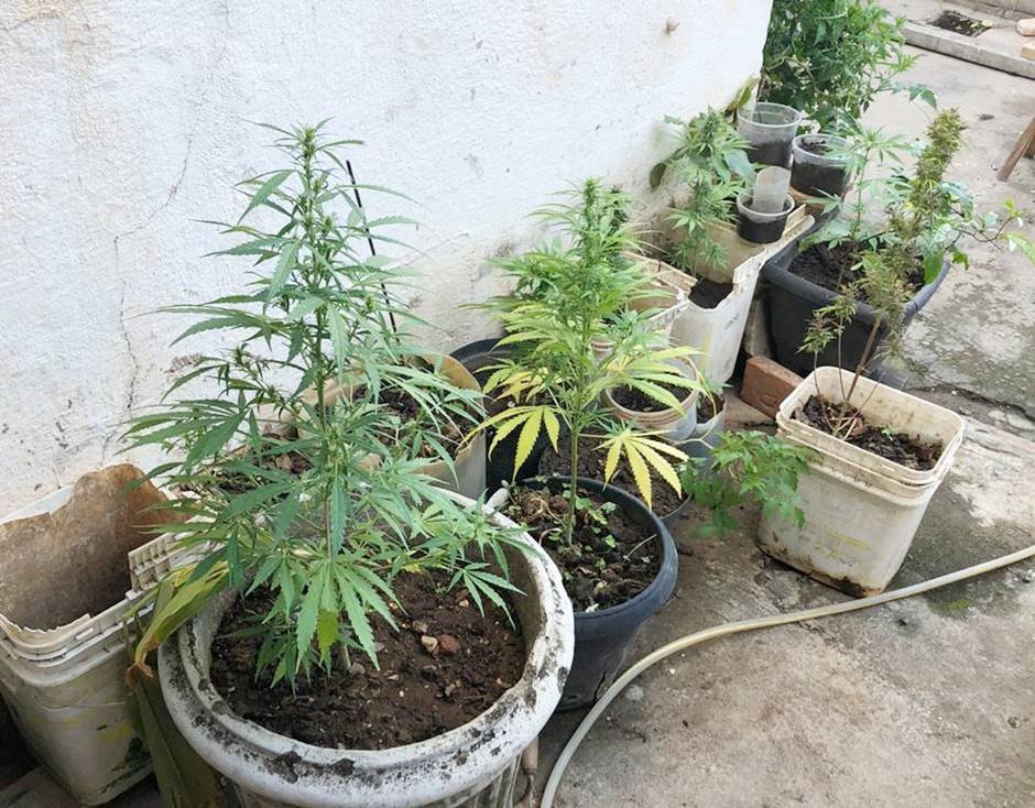 Casal é preso com plantação de maconha no quintal de casa, em Ouro Fino